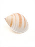 orange stripey tonna shell